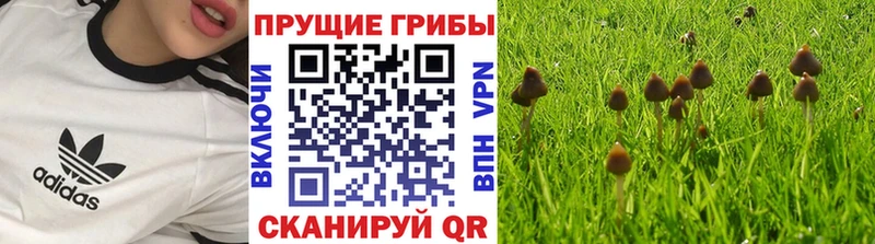Купить закладки Сарапул Галлюциногенные грибы MAGIC MUSHROOMS